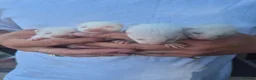 Ferret rodents for sale: Small albino ferrets for sale - Advert 1