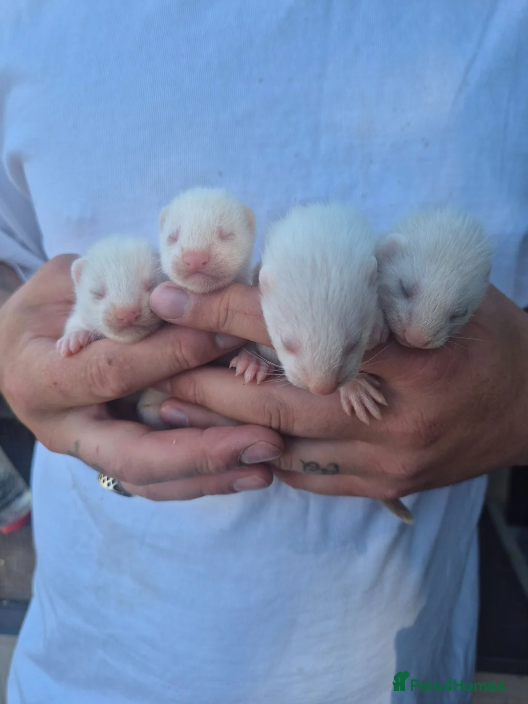 Ferret rodents for sale: Small albino ferrets for sale - Advert 1