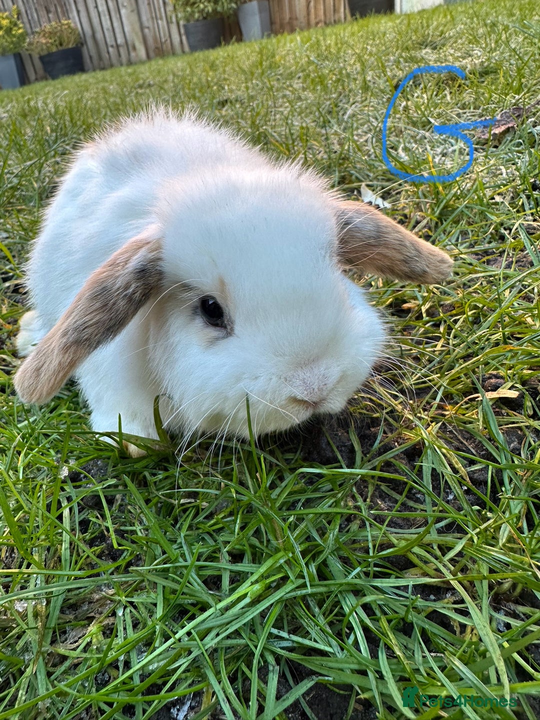 Mini Lop rabbits for sale: Mini Lop Rabbits  - Advert 16