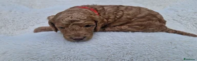 Cockapoo 5