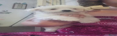 Bichon Frise 2