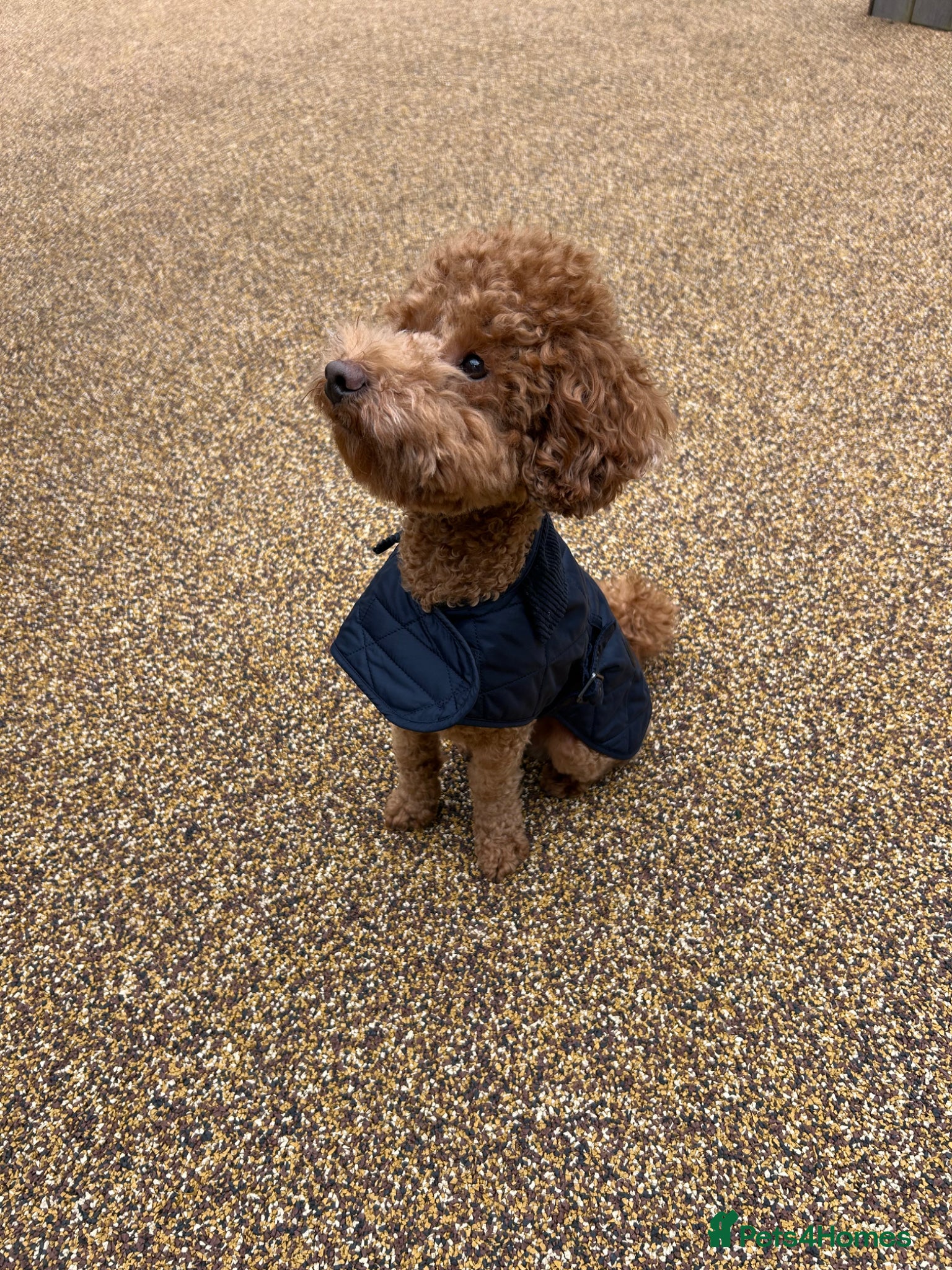 Toy Poodle dogs STUD TOY POODLE KC REGISTERED  - Advert 2
