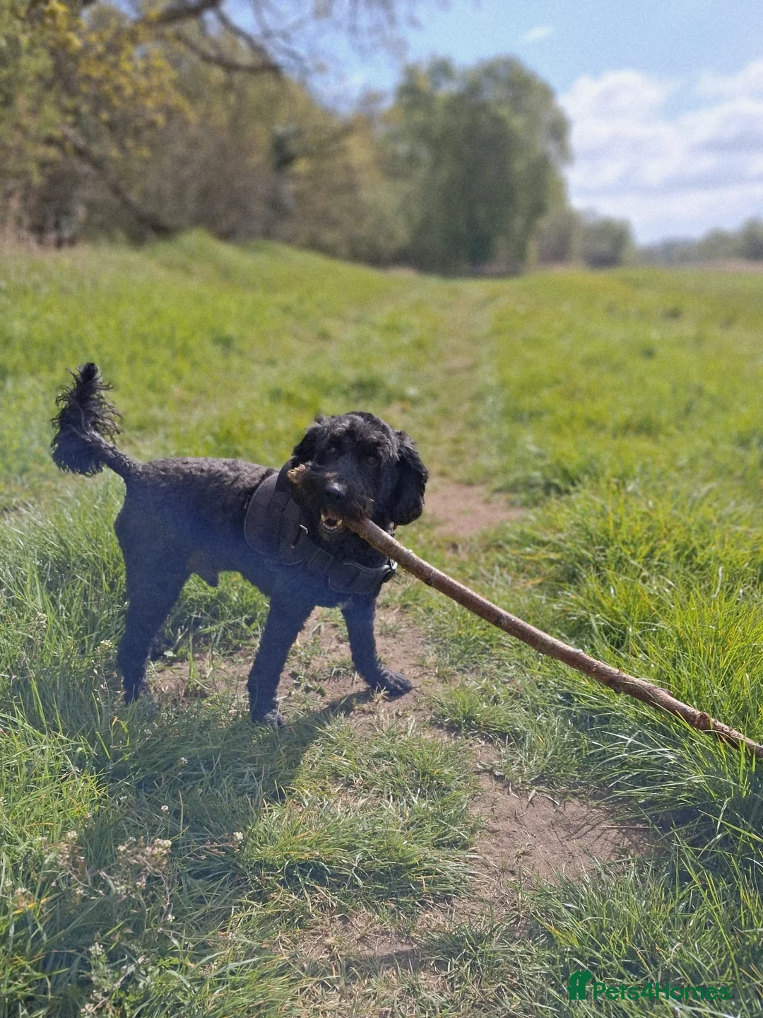 Cockapoo dogs for sale: Loving 5 year old Male cockapoo - Advert 2