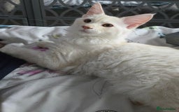 Maine Coon cats for sale: MAINE COON TICA REGISTERED KITTENS READY NOW  - Image 2