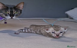 Bengal cats for sale: Pedigree Health Tested TICA Bengal Kittens - Image 21