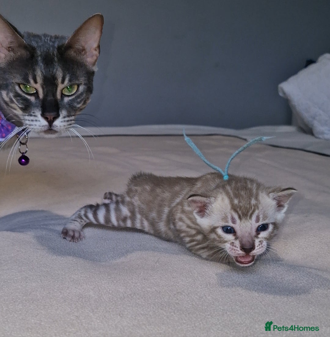 Bengal cats for sale: Pedigree Health Tested TICA Bengal Kittens - Image 21