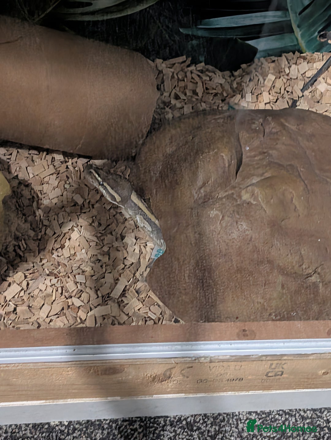 Snake reptiles for sale: Banana het Python  - Advert 4