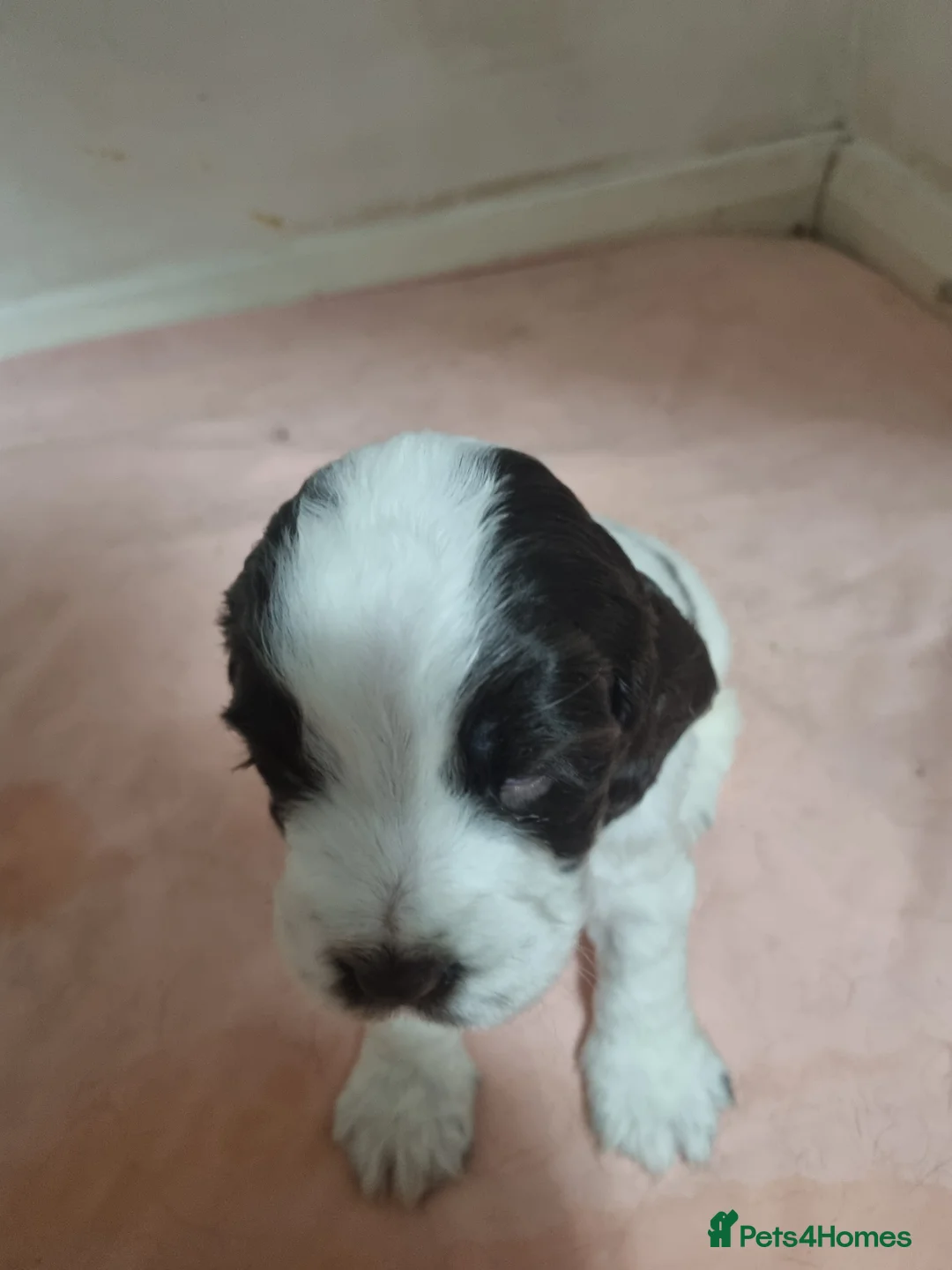 Cocker Spaniel dogs for sale:  Show Cockerspaniel puppies - Advert 2