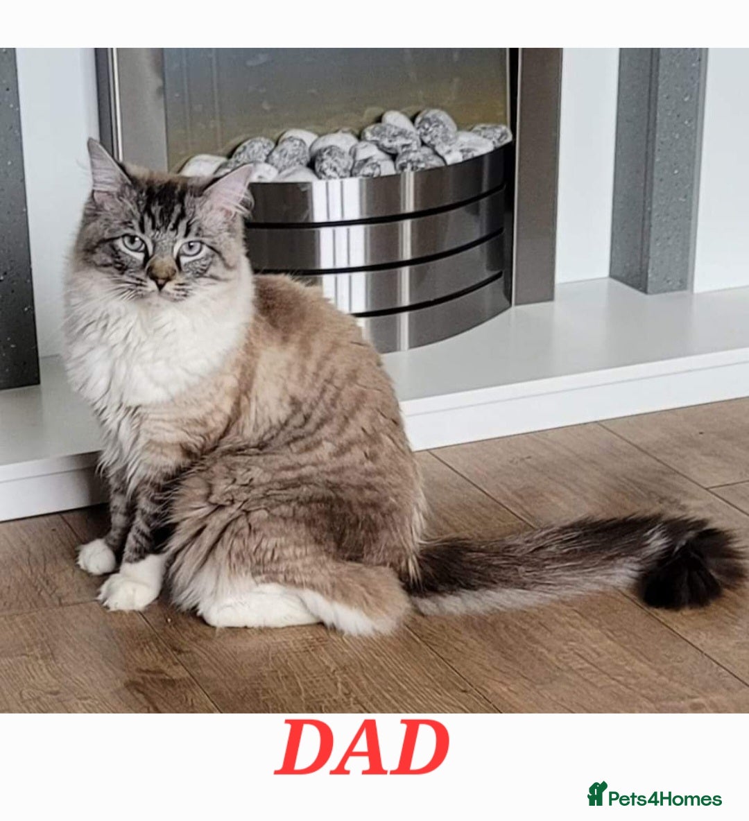 Ragdoll cats for sale: 5⭐️ Council licenced GCCF registered kittens  - Advert 8