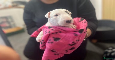 Bull Terrier dogs - Advert 2