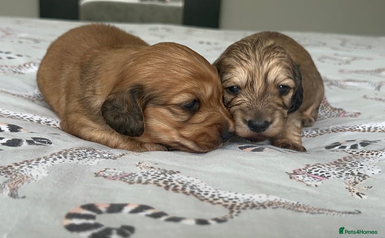 Miniature Dachshund dogs - Advert 1