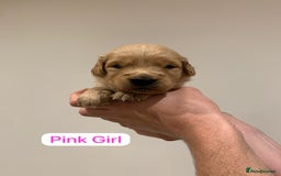 Golden Retriever dogs for sale: Gorgeous Field Retriever (Golden) Pups  - Image 6