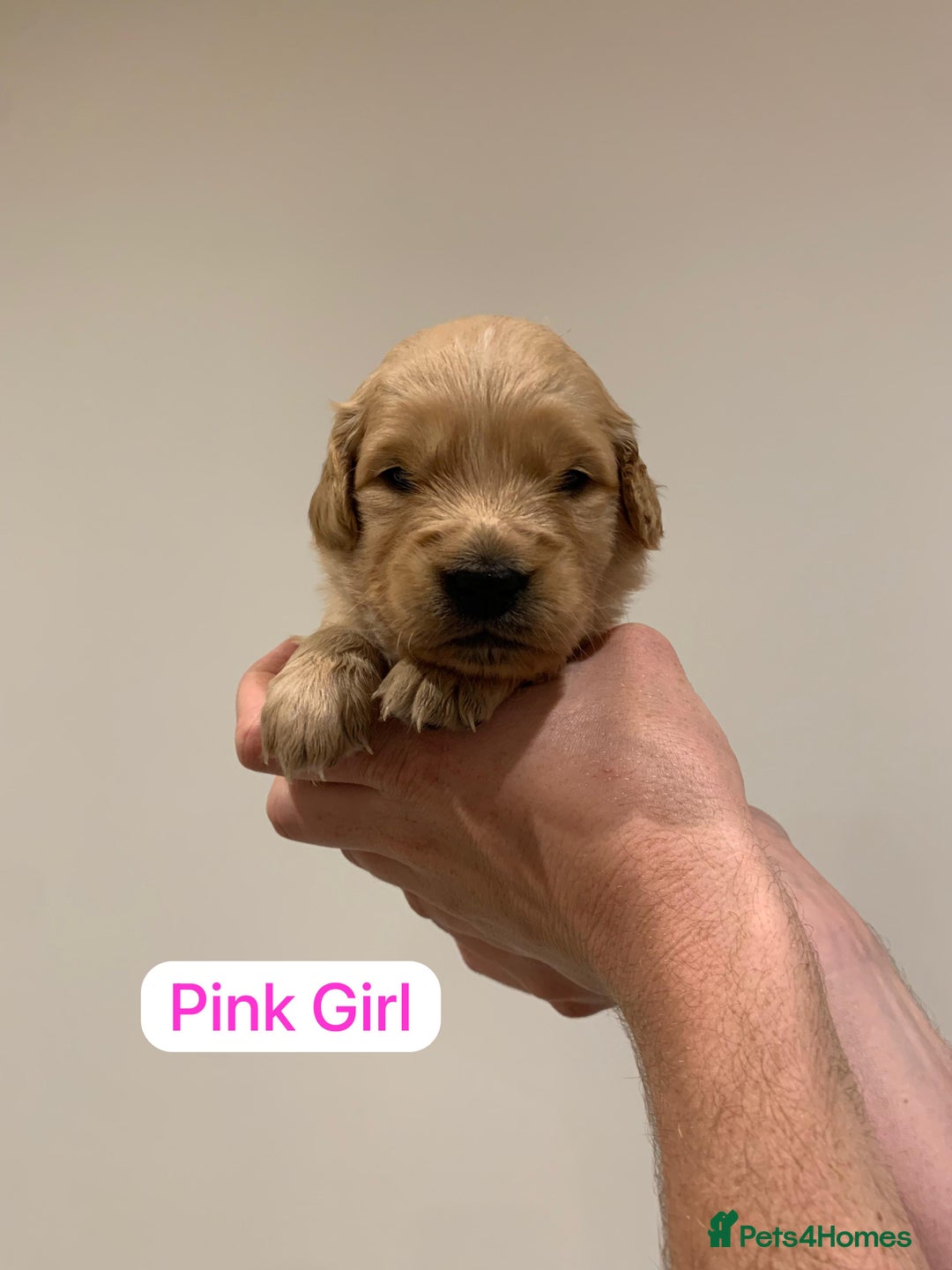 Golden Retriever dogs for sale: Gorgeous Field Retriever (Golden) Pups  - Image 6