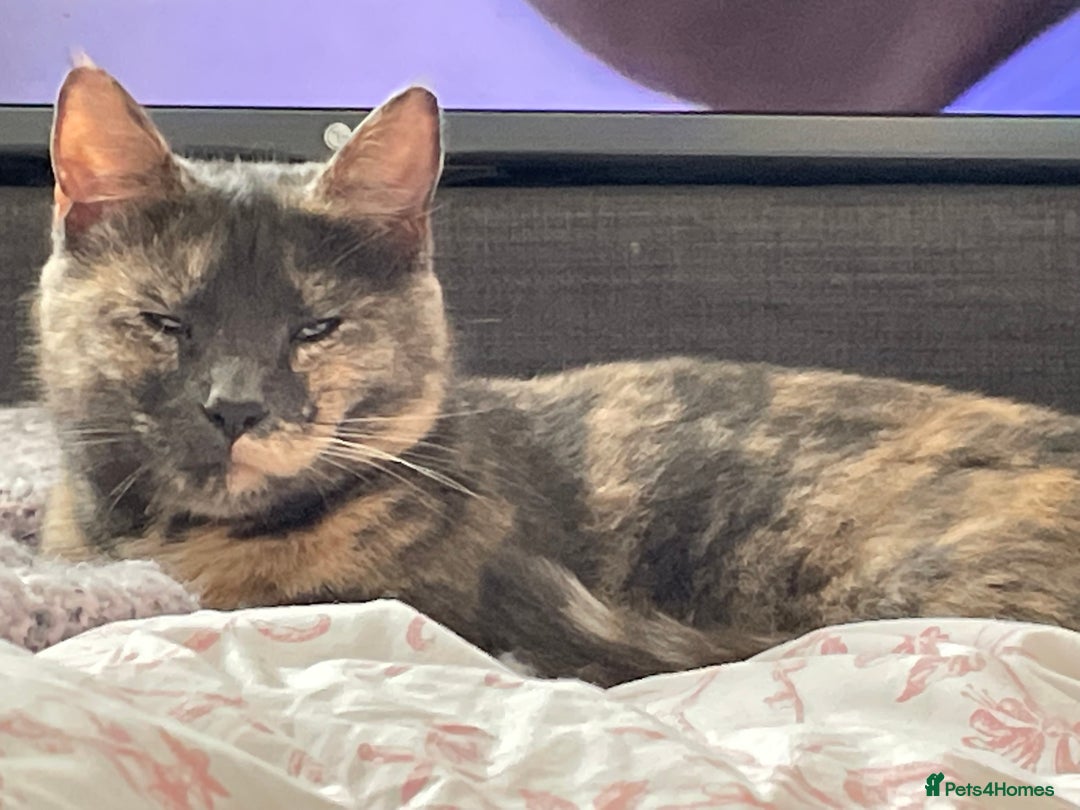 Mixed Breed cats for sale: Adorable female cats Looking for a Forever Home ! - Advert 18