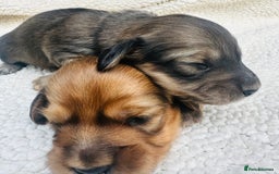 Miniature Dachshund dogs for sale: Quality KC miniature Dachshund long hair puppies  - Image 1