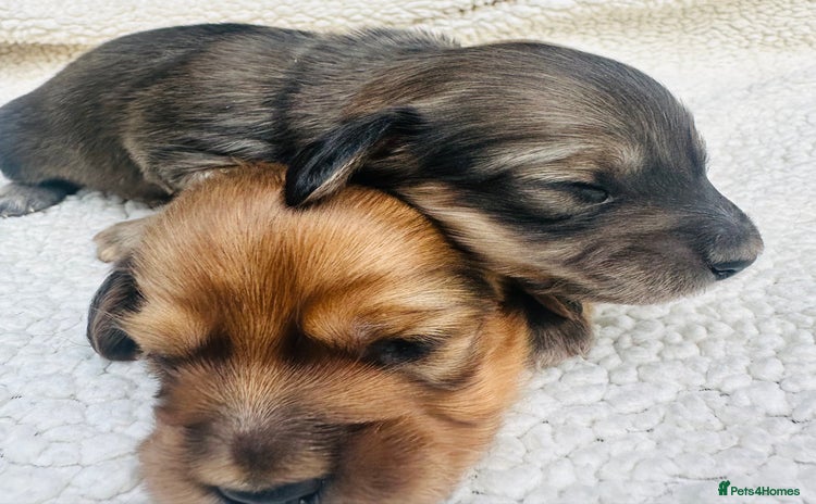 Miniature Dachshund dogs - Advert 1