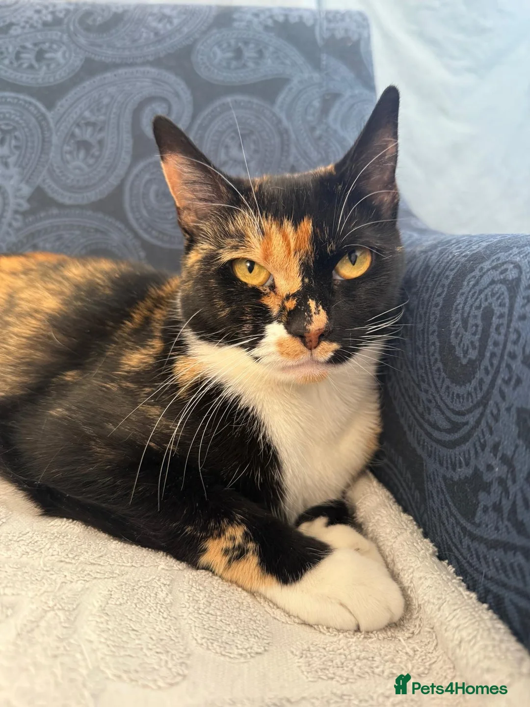 Domestic Shorthair cats for sale: Candy - female cat - Advert 1