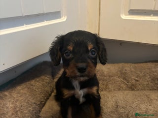 Cocker Spaniel dogs 5 lovely cocker spaniels - Advert 1