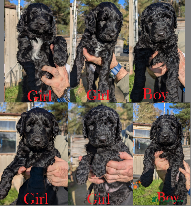 Labradoodle dogs Large Standard Labradoodle F3/multigen Puppies - Advert 1