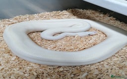 Python Snake reptiles for sale: Ball pythons adult females and hatchlings  - Image 4
