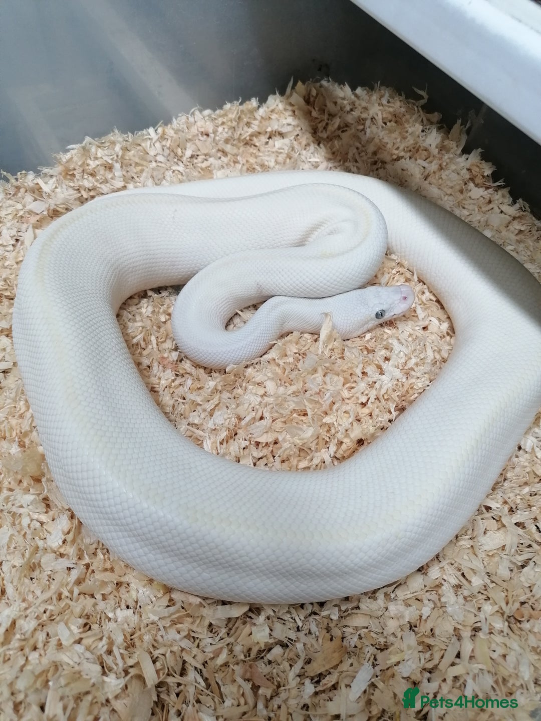 Python Snake reptiles for sale: Ball pythons adult females and hatchlings  - Image 4