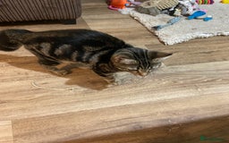 Domestic Shorthair cats for sale: Gorgeous tabby kitten  - Image 14