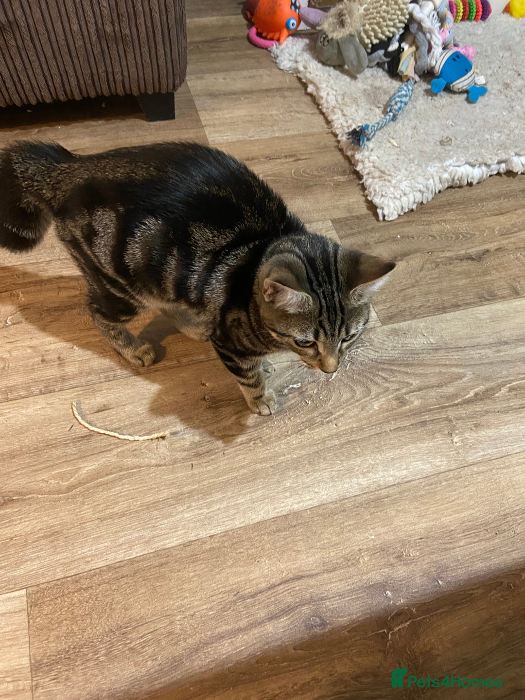 Domestic Shorthair cats for sale: Gorgeous tabby kitten  - Image 14