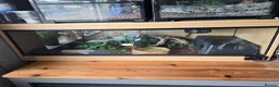 Python Snake reptiles for sale: Female normal royal python  - Advert 4