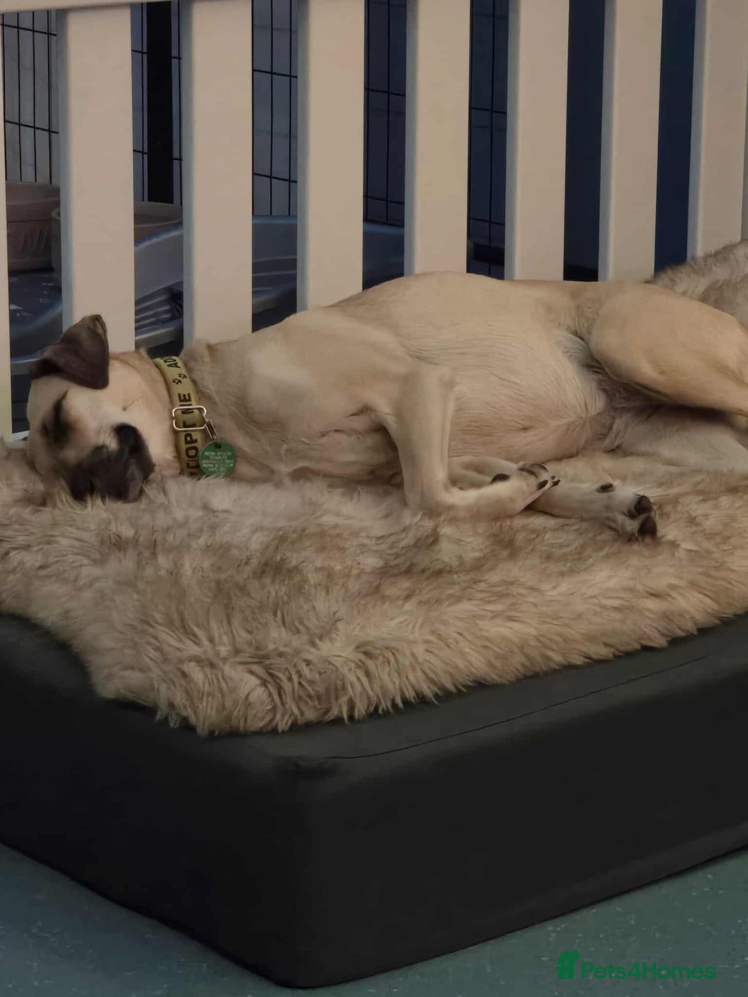 Mixed Breed dogs for adoption: Hermina looking for her home in Salisbury - Image 13