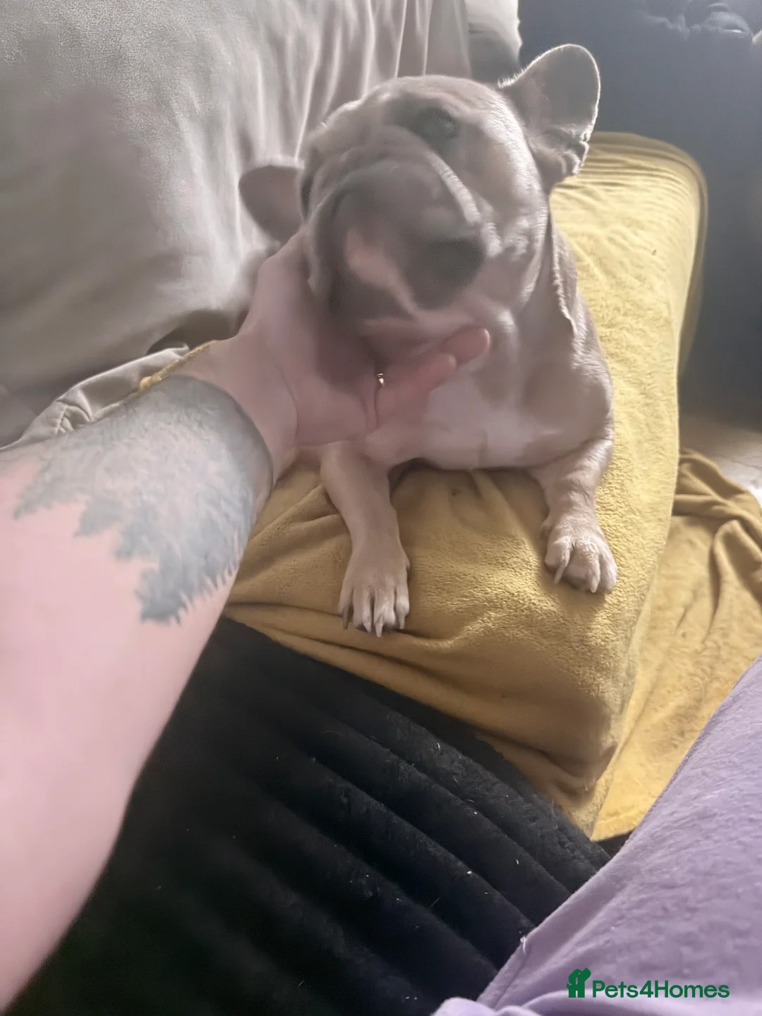 French Bulldog dogs for sale: Needs a new home  - Advert 2