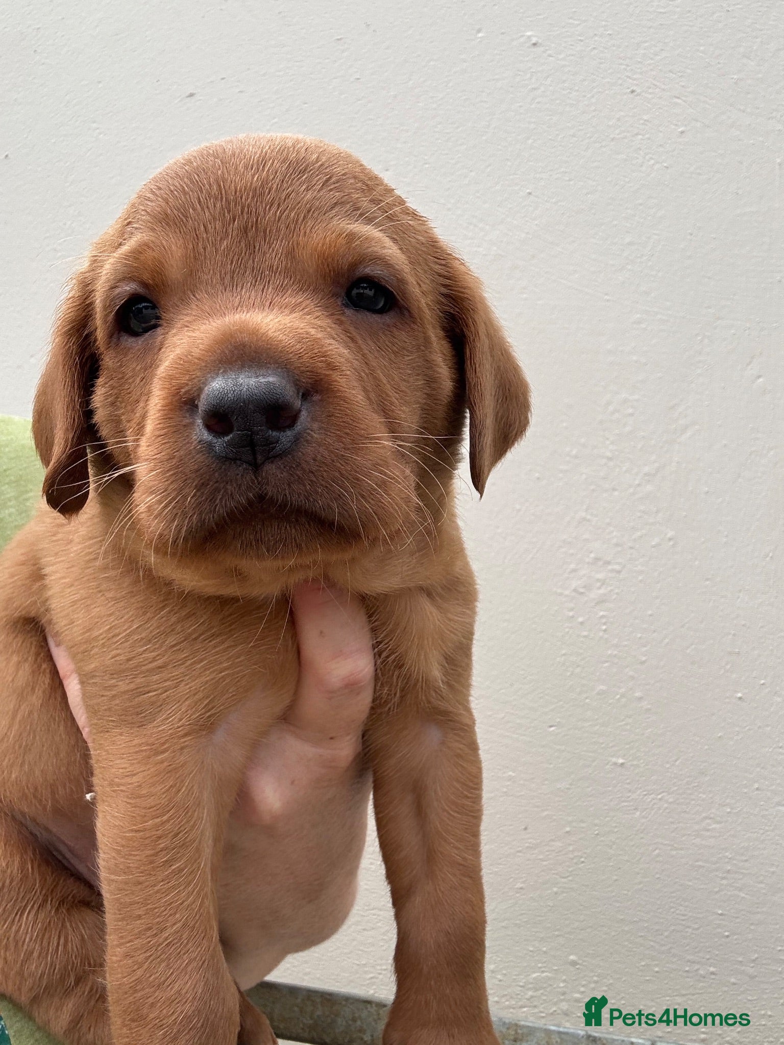Labrador Retriever dogs True Fox Red Labrador Litter Boys & Girls  - Advert 1