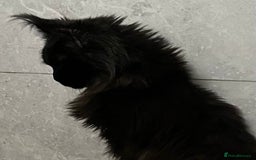 Maine Coon cats for sale: Active registered polydactyl girl  - Image 2