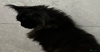 Maine Coon cats - Advert 4