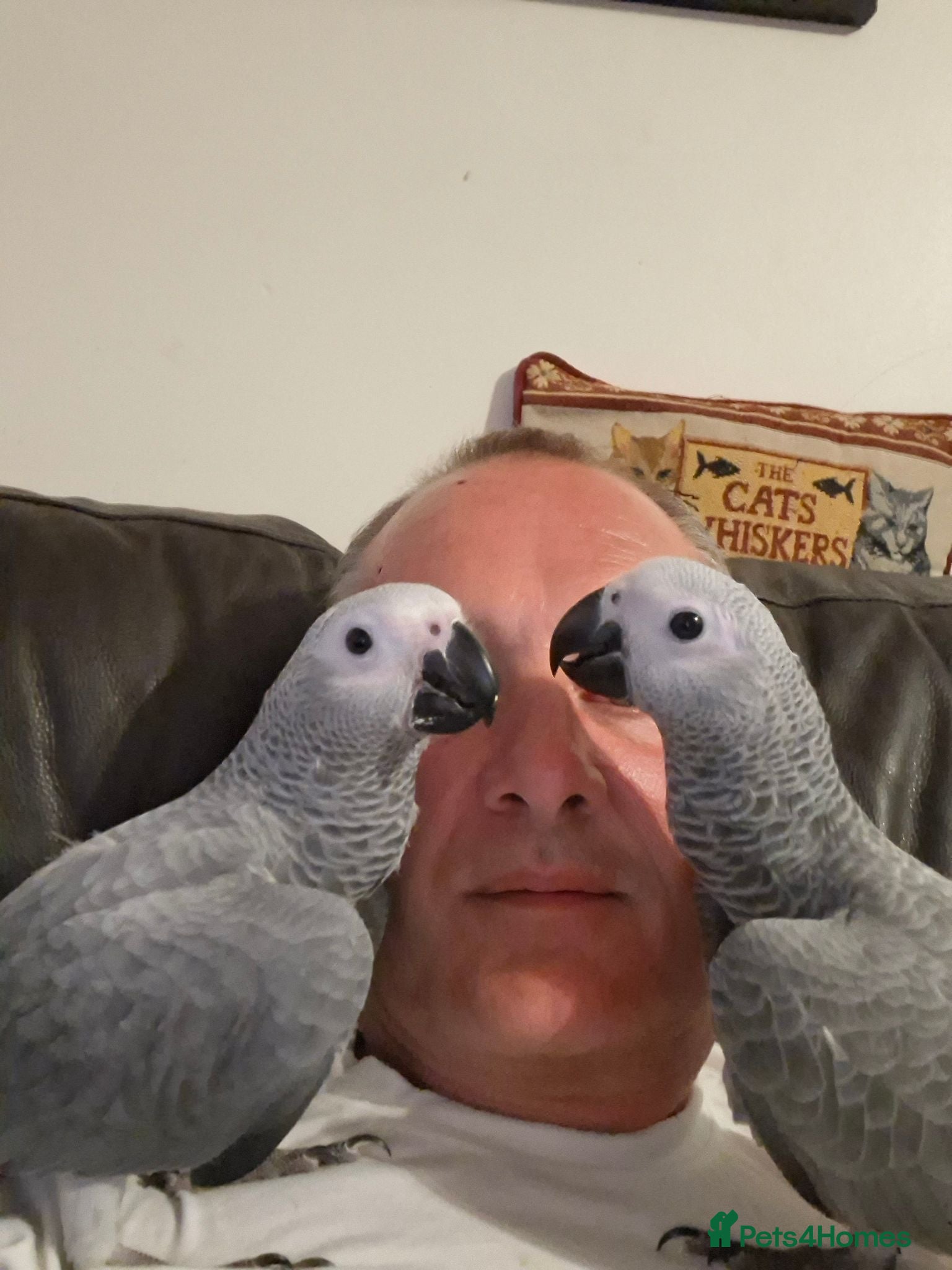 Parrots birds African Grey, hand reared - Advert 12