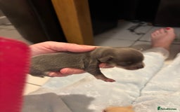 Chihuahua dogs for sale: Long coat chihuahua pups - Image 12