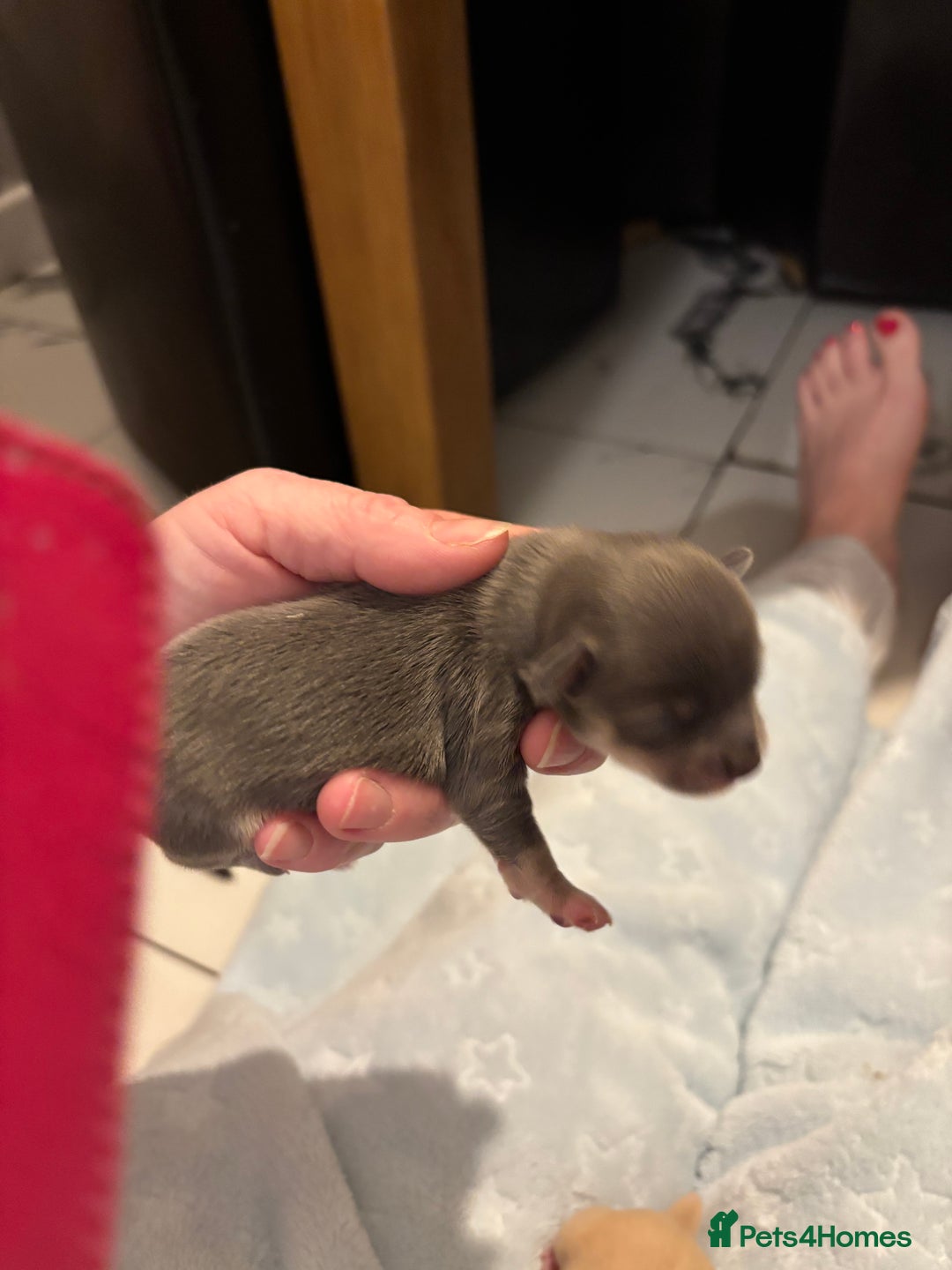 Chihuahua dogs for sale: Long coat chihuahua pups - Image 12