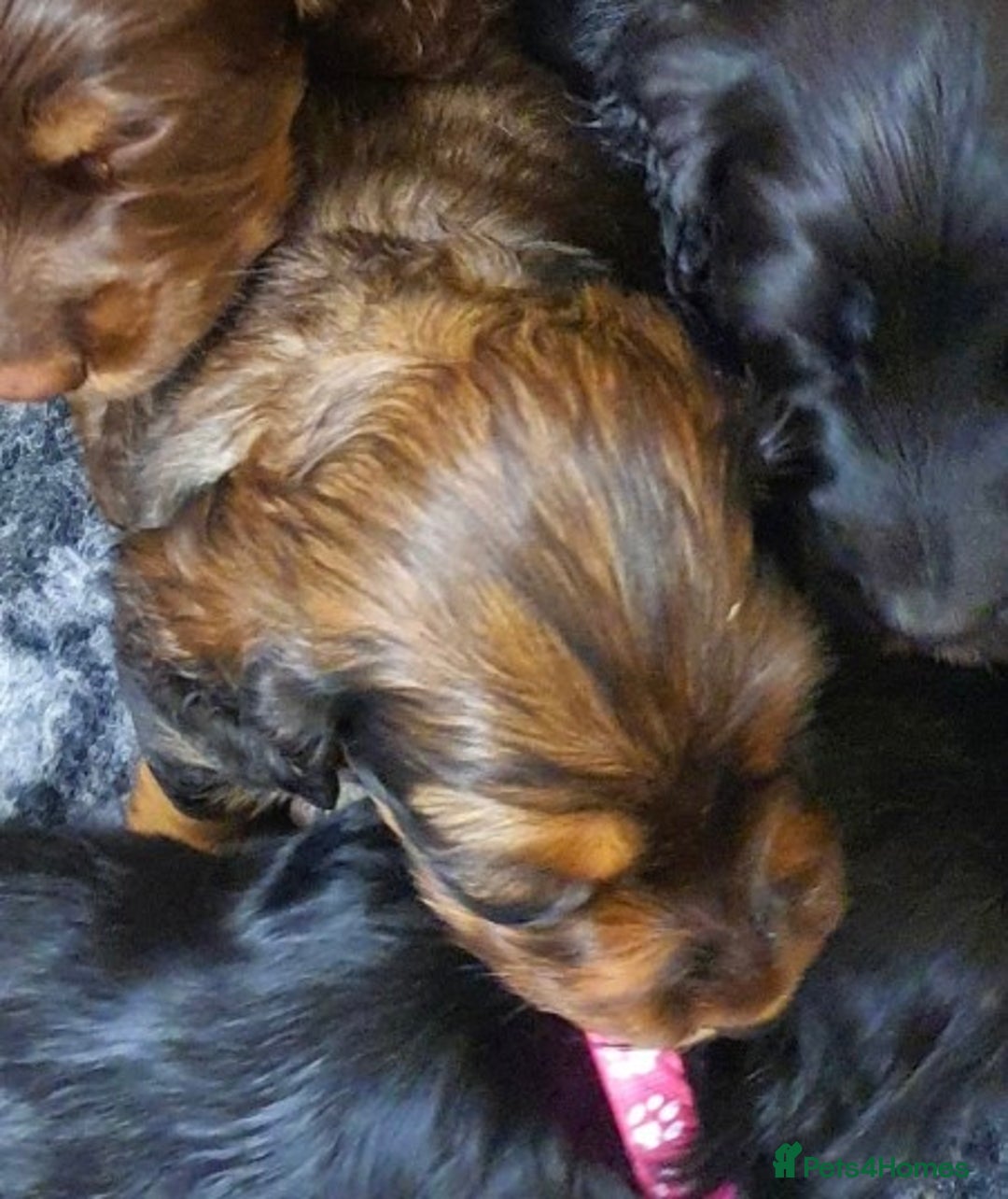Cocker Spaniel dogs for sale: Litter of gorgeous cocker spaniel puppies  - Advert 9