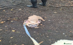 French Bulldog dogs for sale: Puppy frenchie - Advert 3