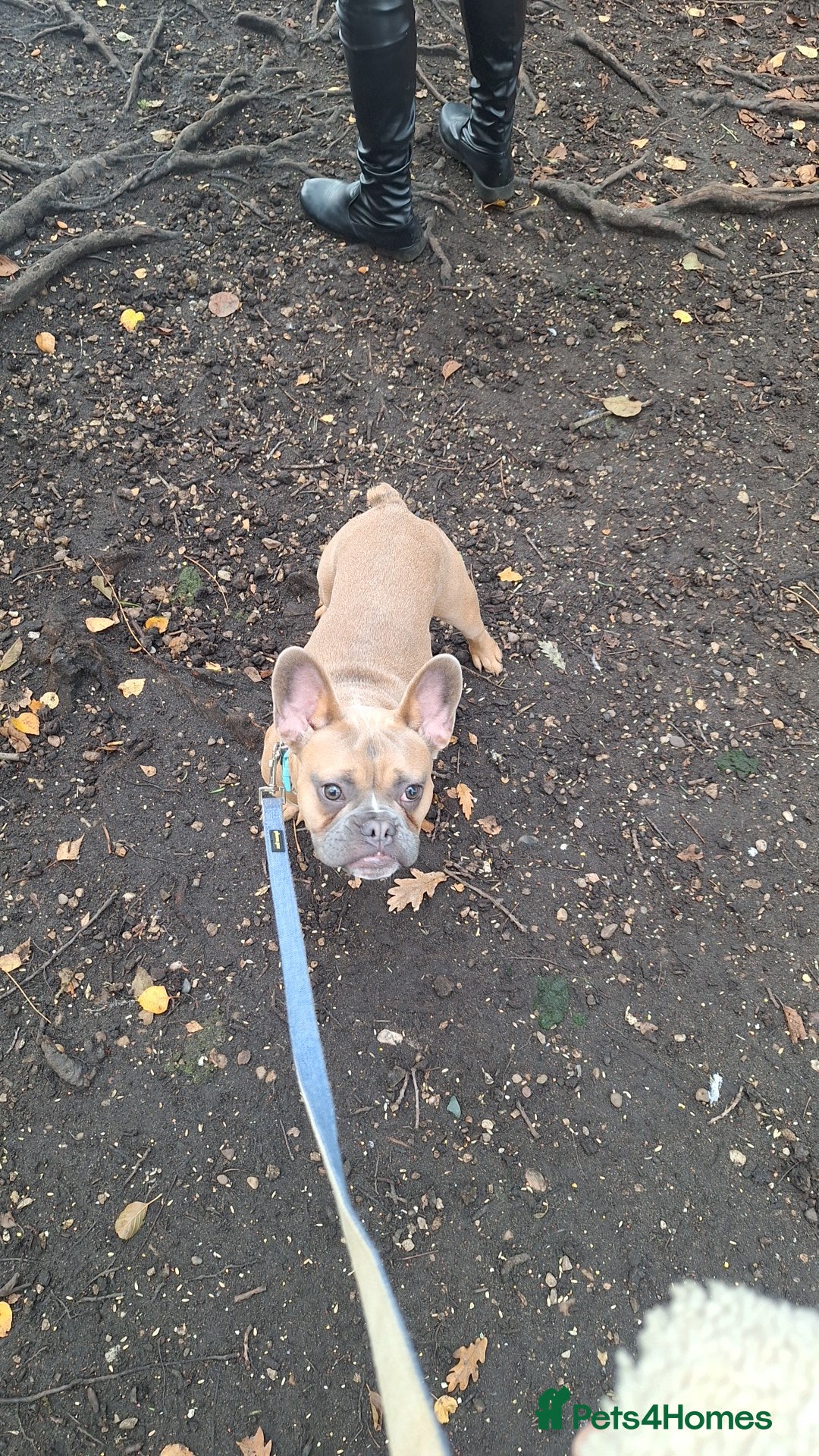 French Bulldog dogs for sale: Puppy frenchie - Advert 3