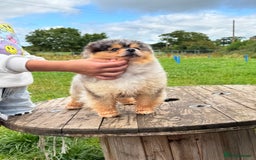 Pomsky dogs for sale: Lilac sired F2 masked Pomsky blue eyes  - Image 23