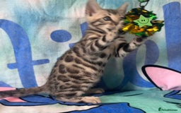 Bengal cats for sale: TICA Silver Bengal kittens - Image 11