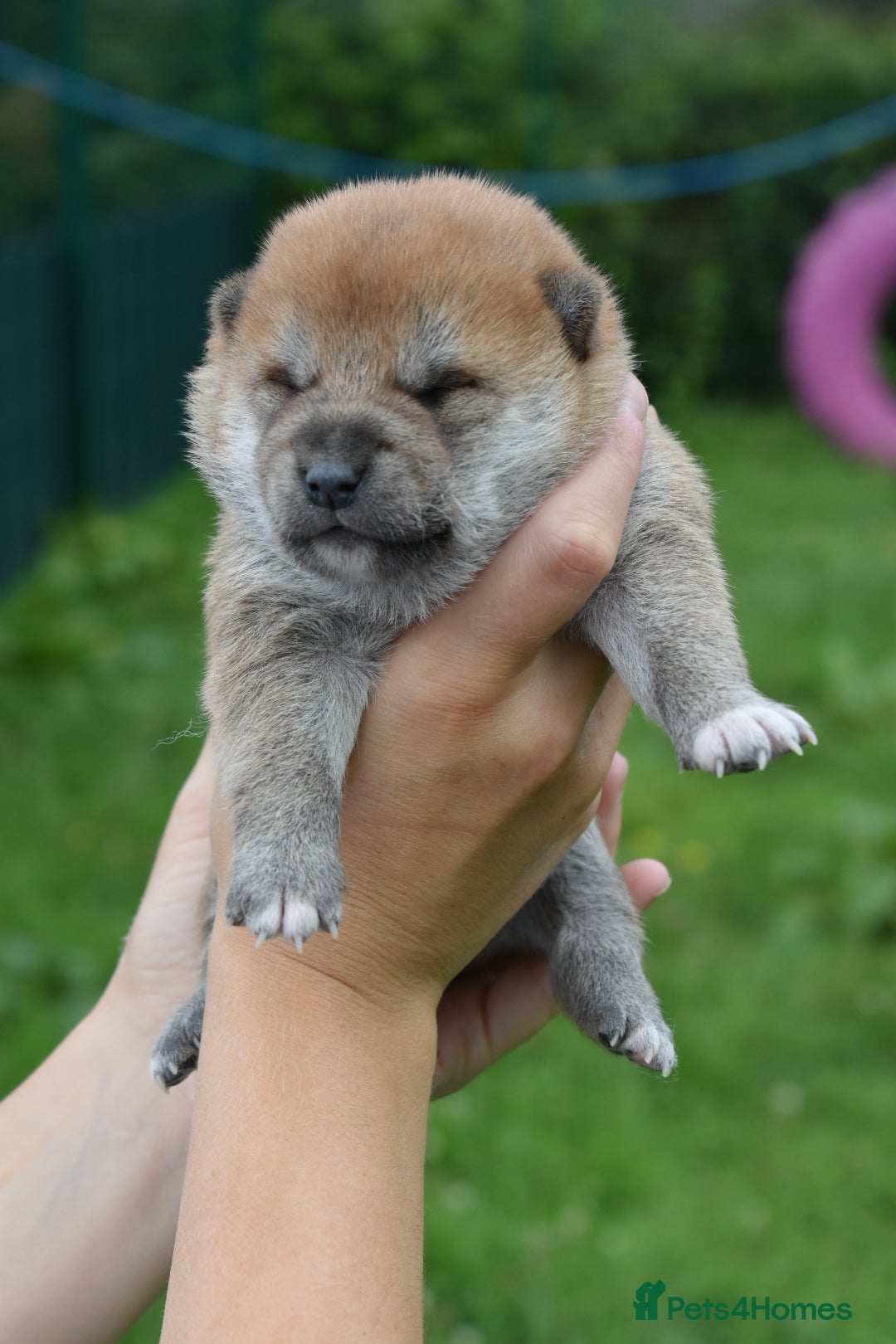 Japanese Shiba Inu dogs for sale: Beautiful Japanese Shiba Inu Puppies - Image 17