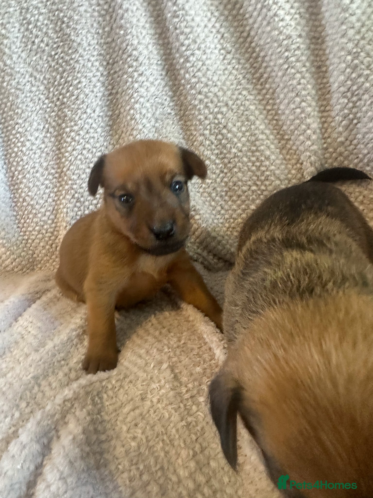 Mixed Breed dogs for sale: Patterdale X Lakeland Puppies for Sale in Letchworth Garden City - Advert 23