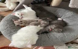 British Shorthair cats for sale: British shorthair/longhair kittens - Image 1