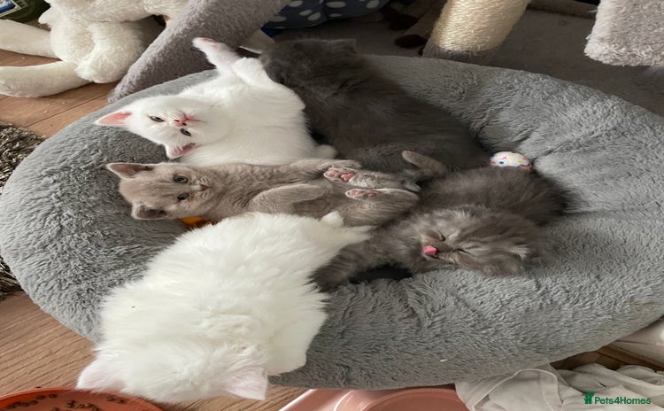British Shorthair cats - Advert 12
