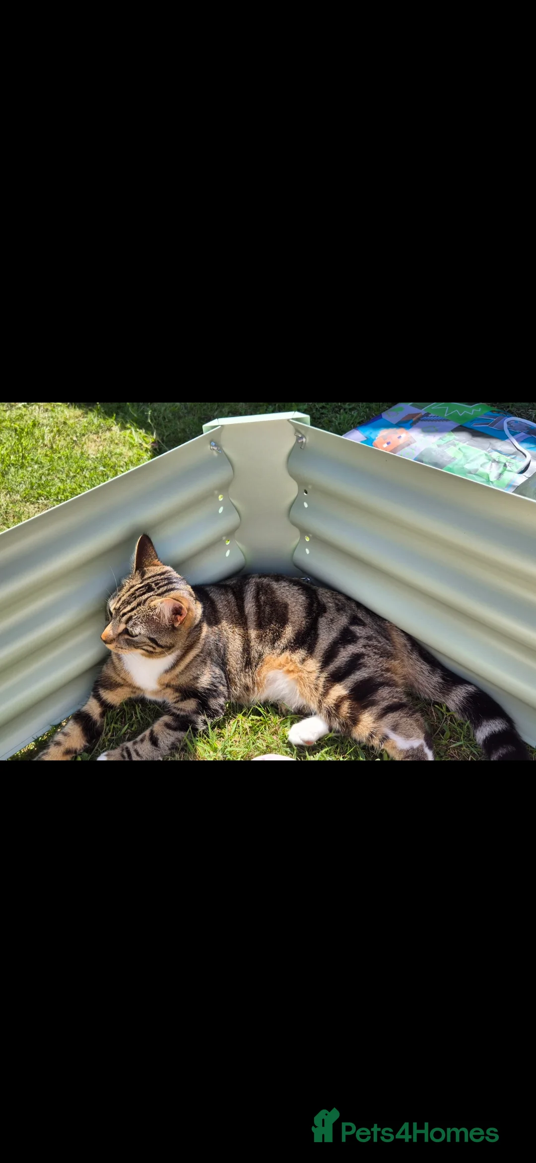 British Shorthair cats for sale: Female needs a loving home in Worthing - Advert 2