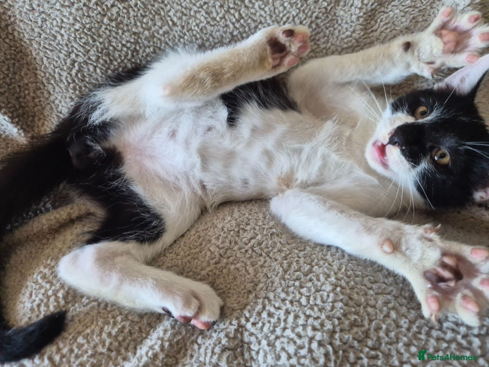 Mixed Breed cats Lovely playful kittens - Advert 4