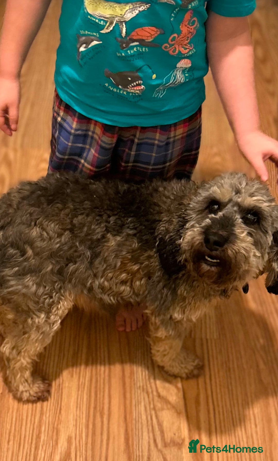 Cockapoo dogs for sale: Toy Cockapoo’s  - Advert 4