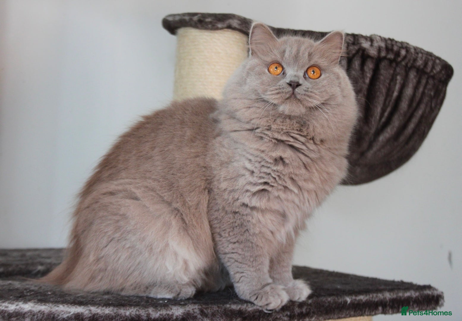 British Shorthair cats 💖 GCCF British Longhair Girl - Advert 10