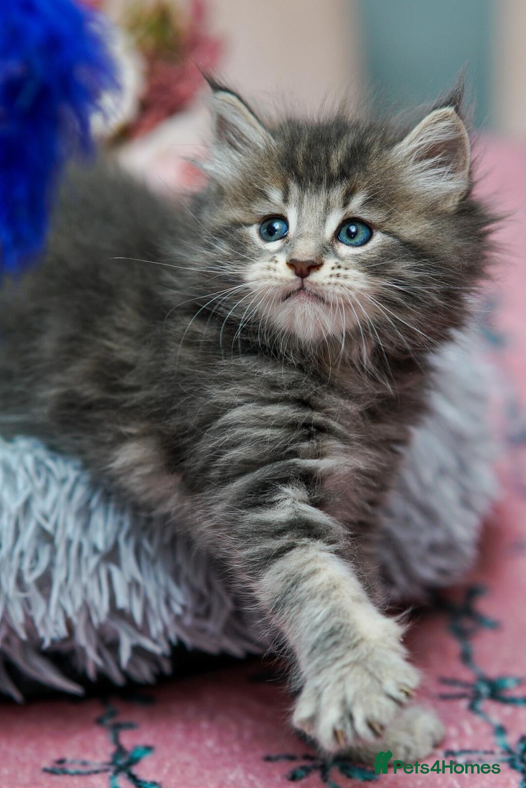 Maine Coon cats Reduced full breed Mainecoon boys ready 28th sep - Advert 17
